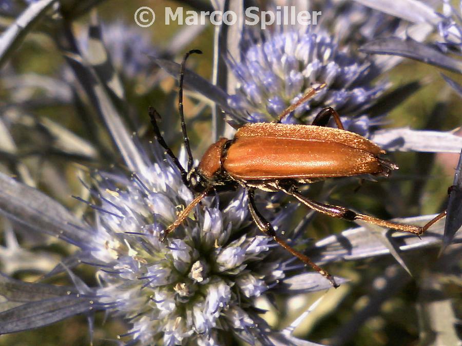 Leptura (Corymbia) rubra - Stictoleptura rubra ssp. rubra